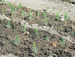 Выращивание сосны. Однолетние сеянцы сосны, пересаженные весной в «школку», через месяц после пересадки.