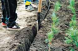 Выращивание сосны. Подготовка борозды в «школке» для посадки двухлетних сеянцев