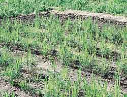 Выращивание сосны. Сеянцы третьего года жизни в «школке» через два месяца после пересадки