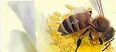 Развенчание мифов аллергии на мед